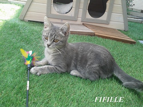 FIFILLE4